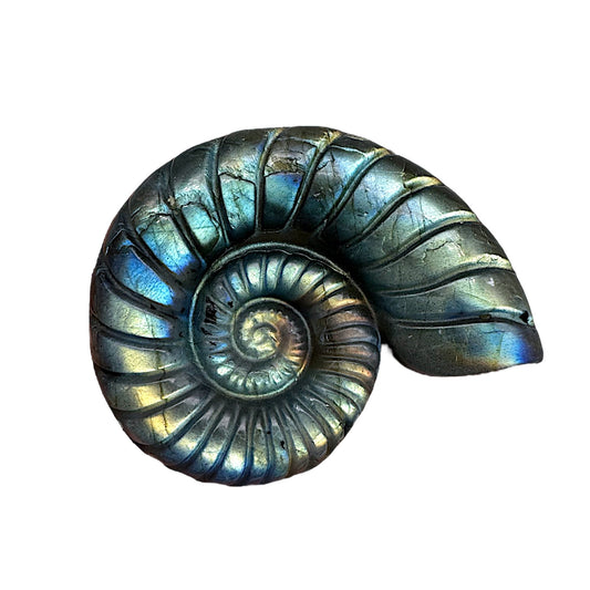 Pendentif percé plat ammonite 4,5 x 3,5 cm percé sur le coté